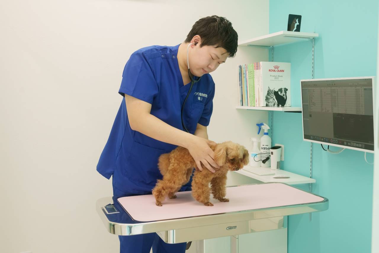 腎泌尿器 | 茨木市で動物病院ならゆうり動物病院