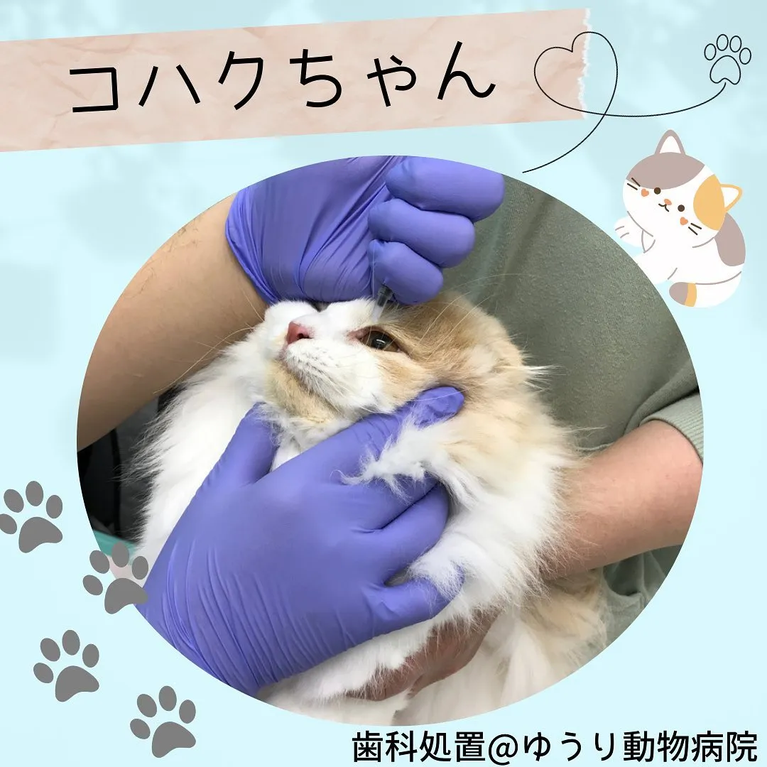 【歯周病ワクチン　猫ちゃん】