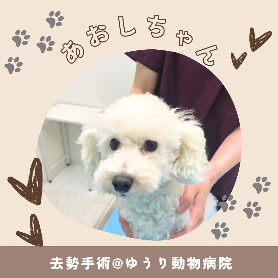 【去勢手術　犬ちゃん】