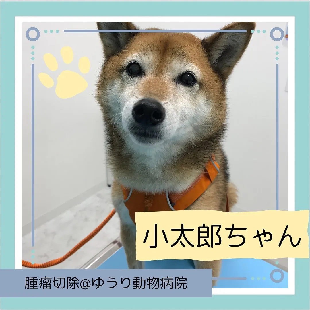 【腫瘤切除手術　犬ちゃん】