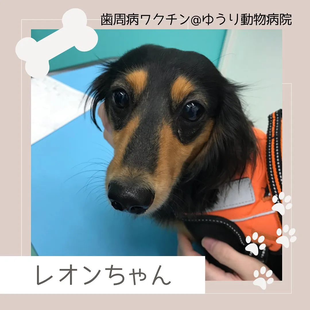 【歯周病ワクチン　犬ちゃん】