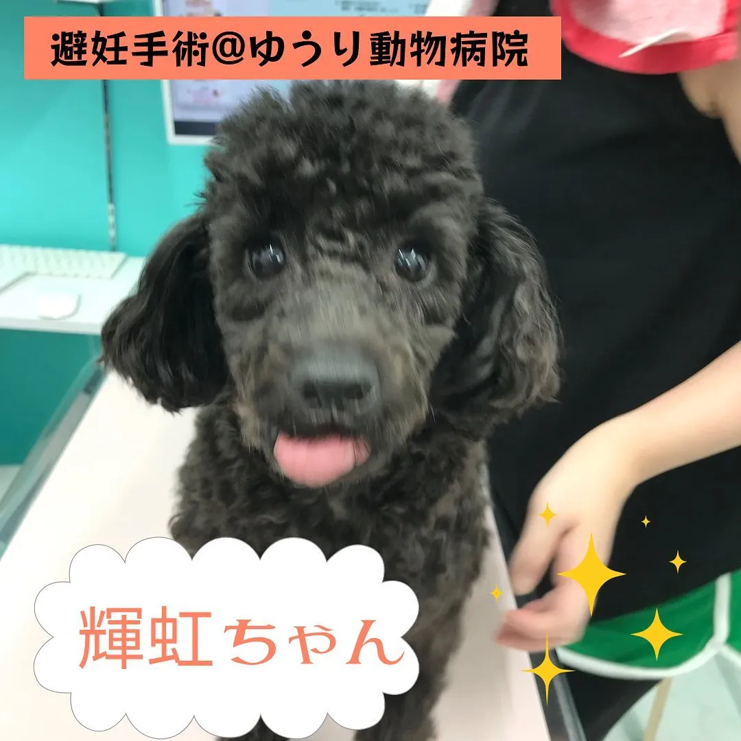 【避妊手術　犬ちゃん】