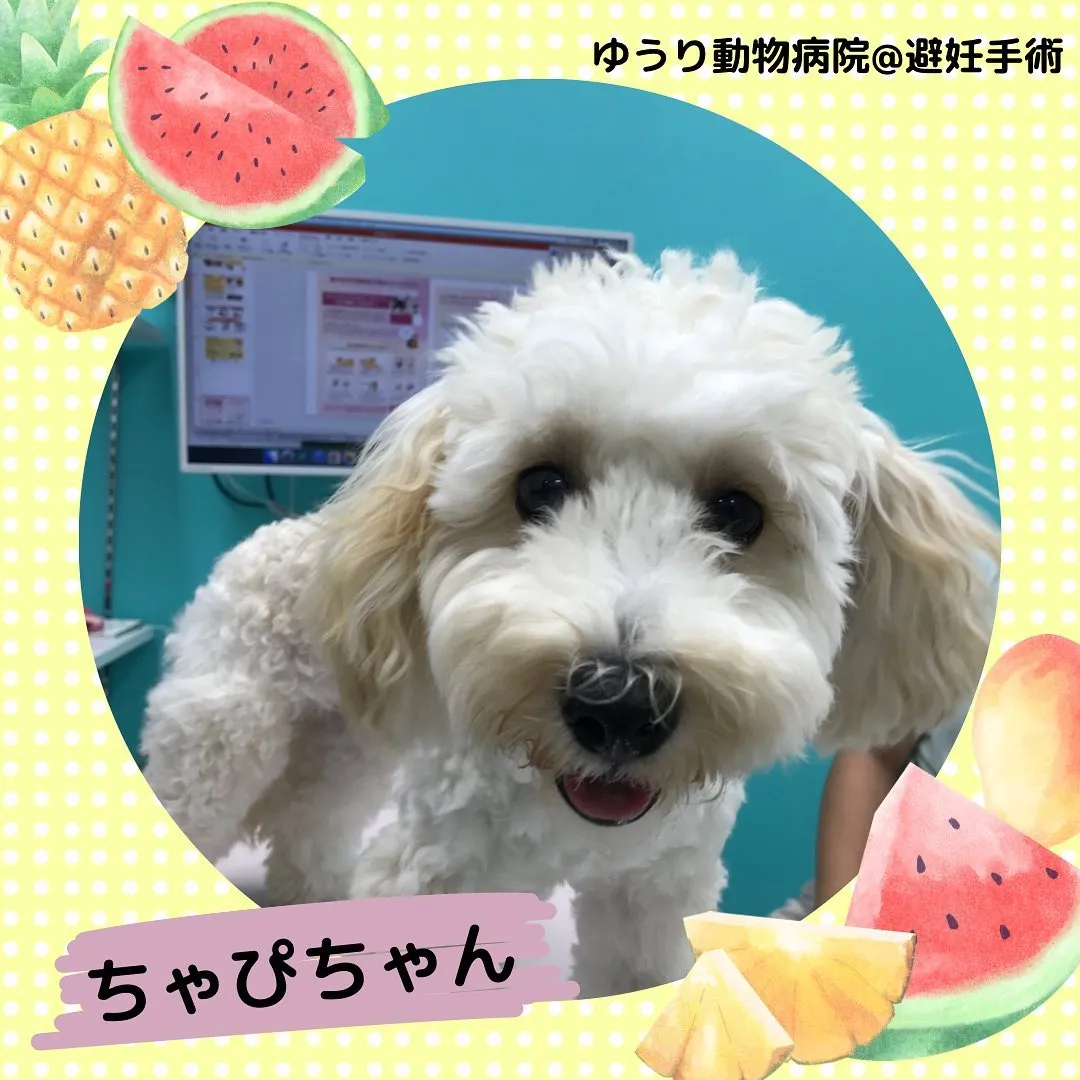 【避妊手術　犬ちゃん】