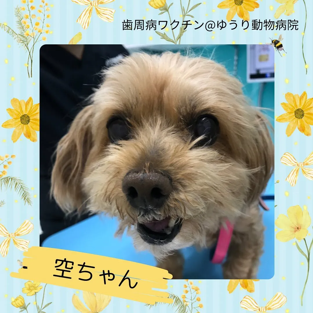 【歯周病ワクチン　犬ちゃん】