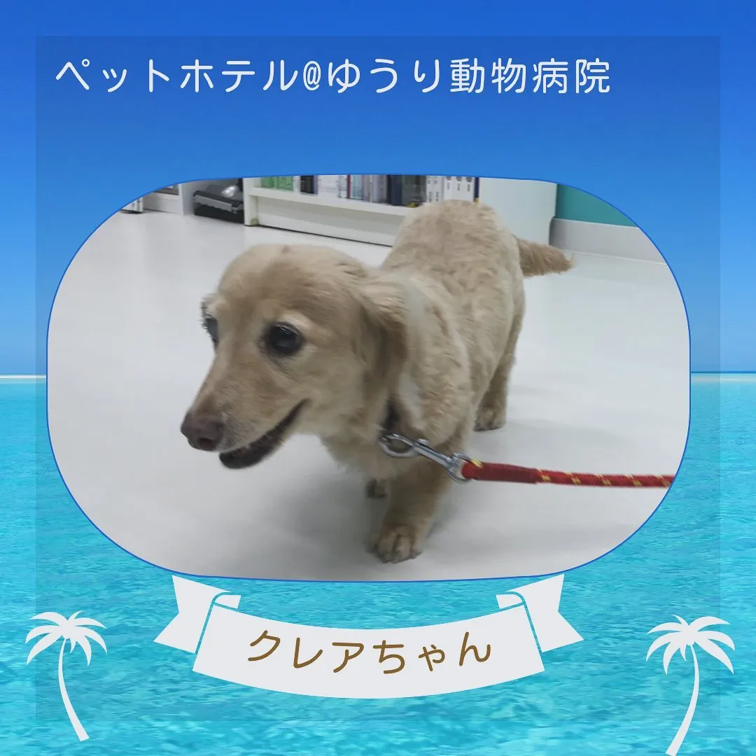 【ペットホテル　犬ちゃん】