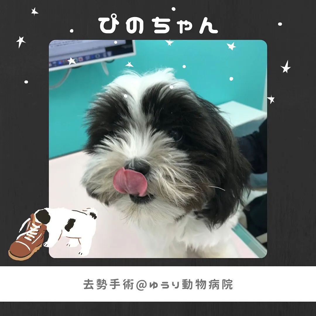 【去勢手術　犬ちゃん】