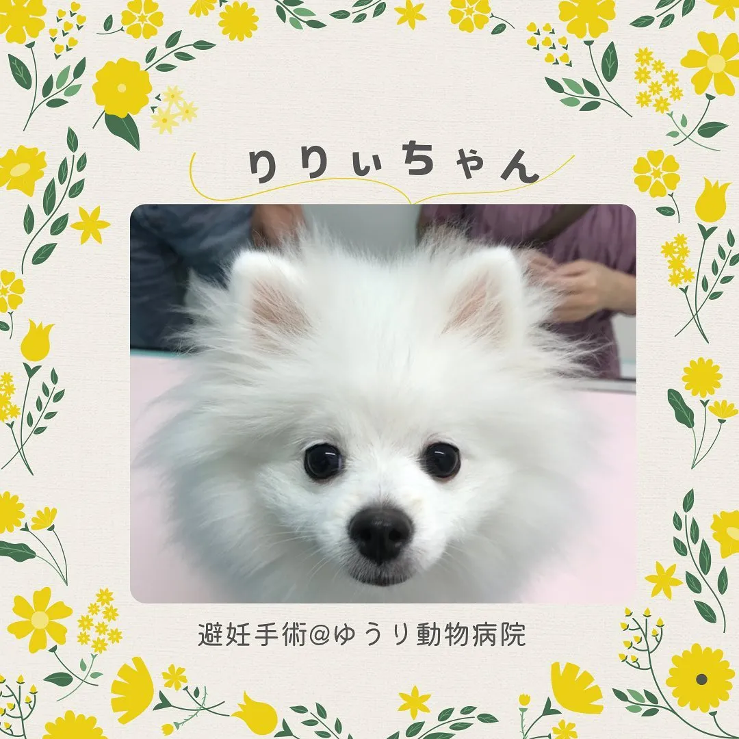 【避妊手術　犬ちゃん】