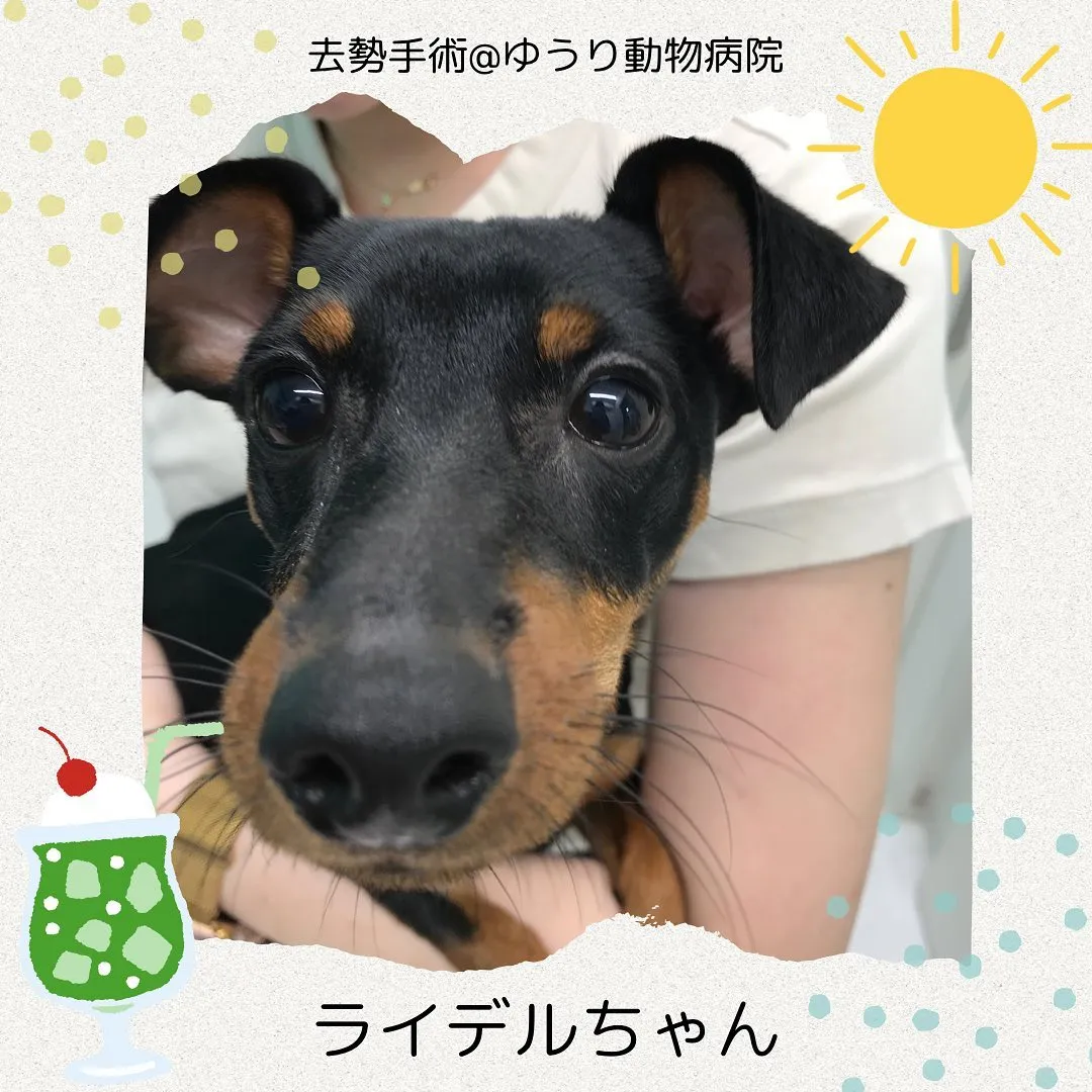 【去勢手術　犬ちゃん】