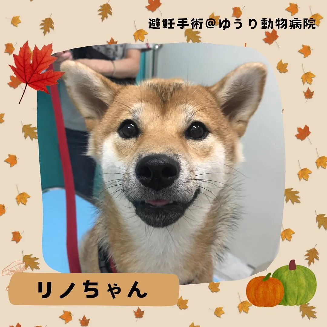 【避妊手術　犬ちゃん】