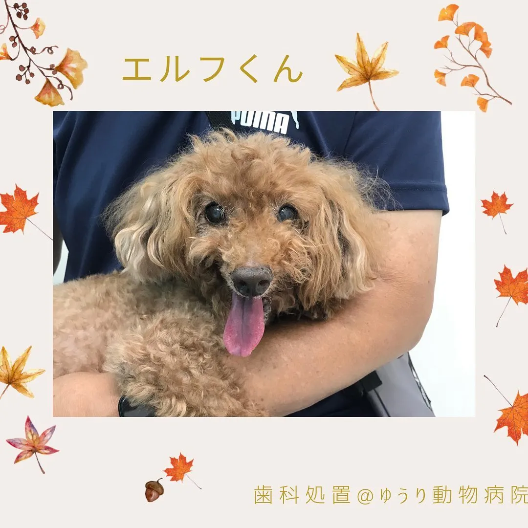 【歯科処置　犬ちゃん】