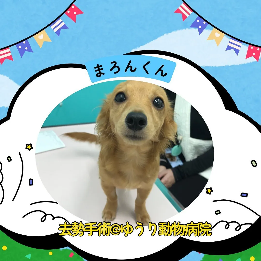 【去勢手術　犬ちゃん】