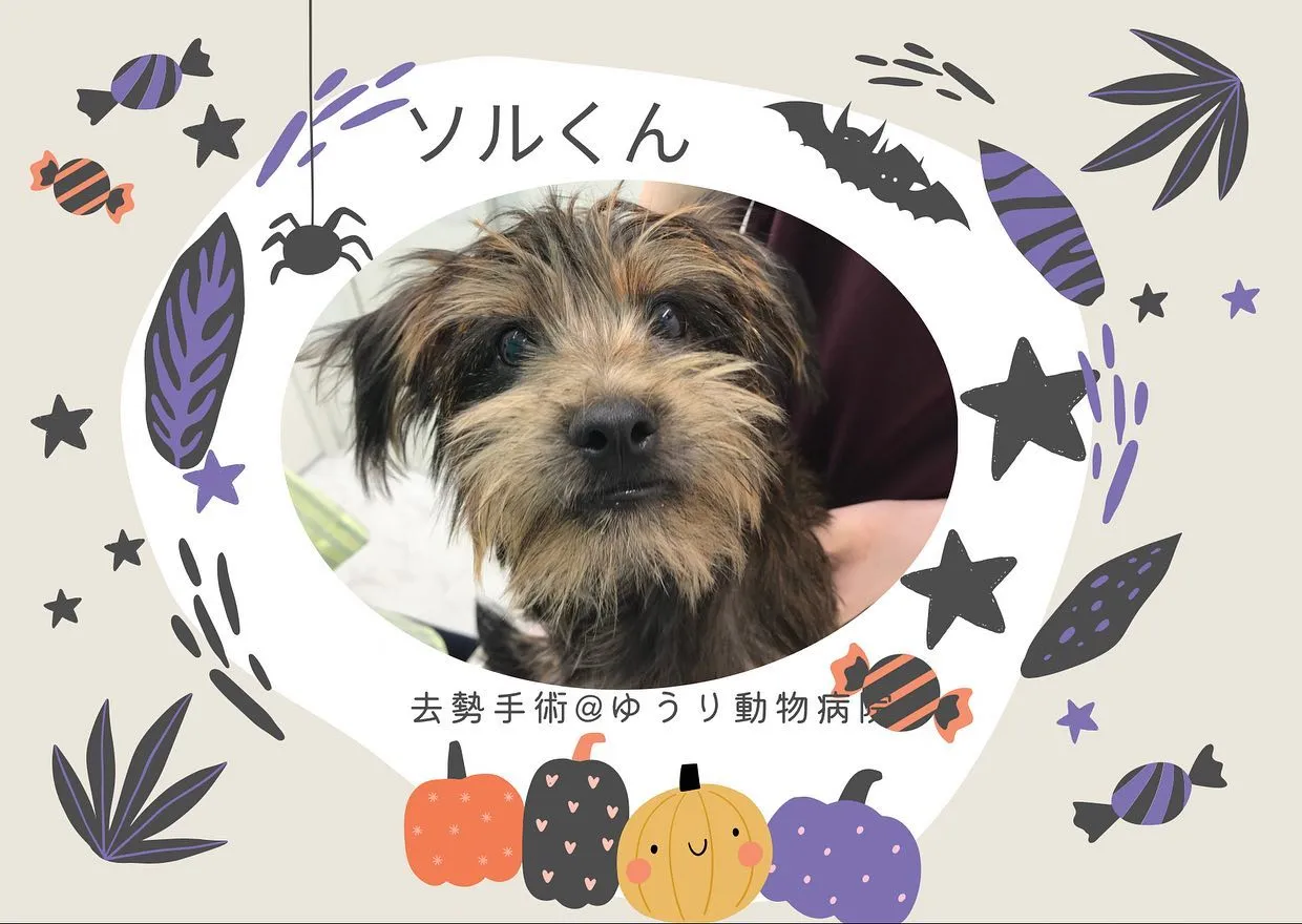 【去勢手術　犬ちゃん】