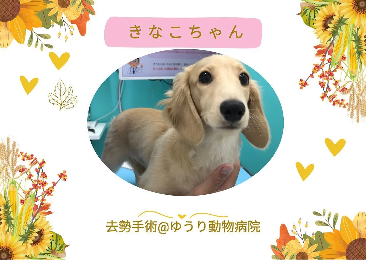 【去勢手術　犬ちゃん】