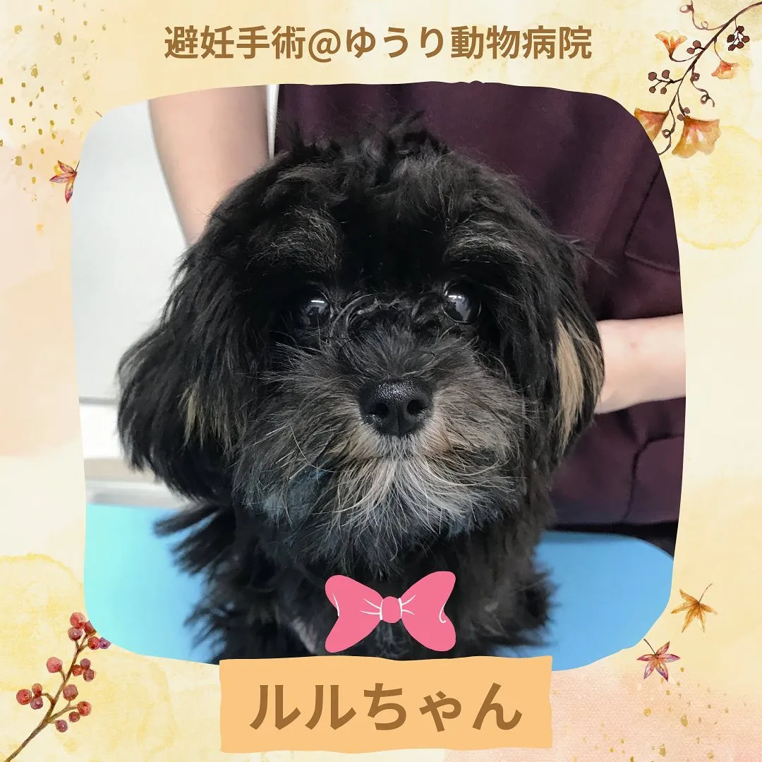 【避妊手術　犬ちゃん】