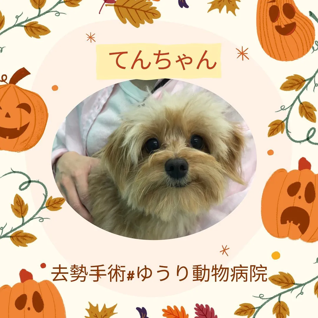 【去勢手術　犬ちゃん】