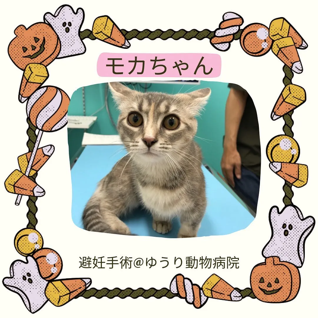 【避妊手術　猫ちゃん】