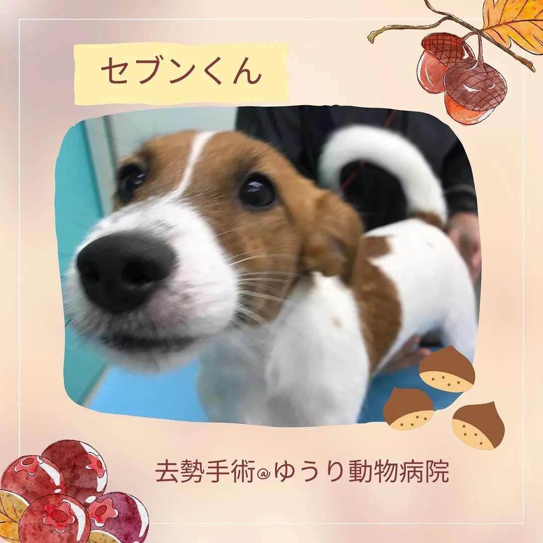 【去勢手術　犬ちゃん】