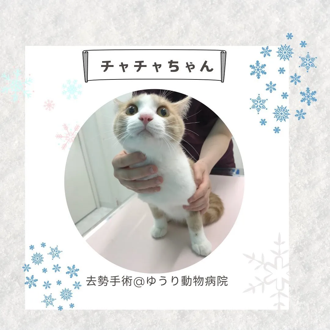 【去勢手術　猫ちゃん】