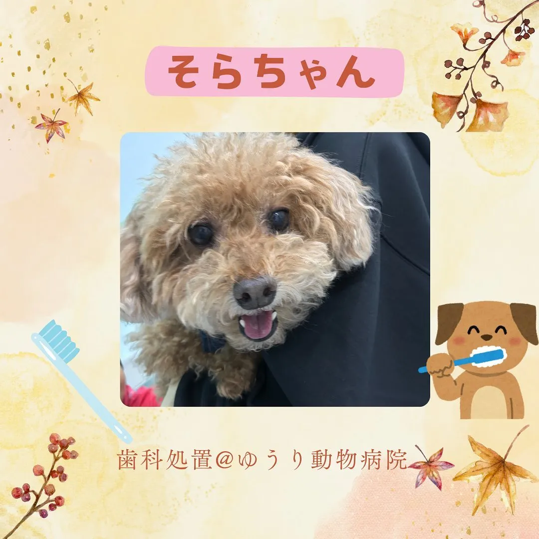 【歯科処置　犬ちゃん】