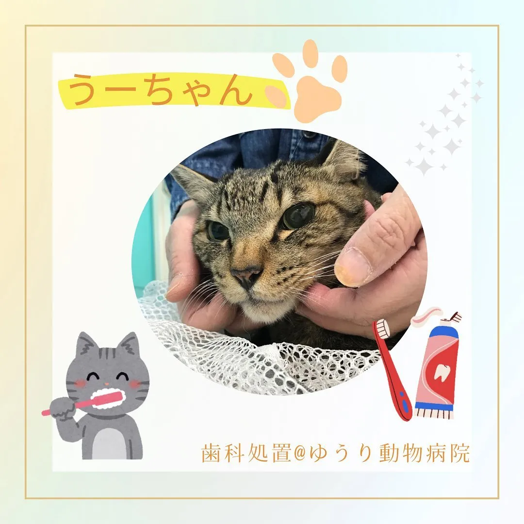 【歯科処置　猫ちゃん】