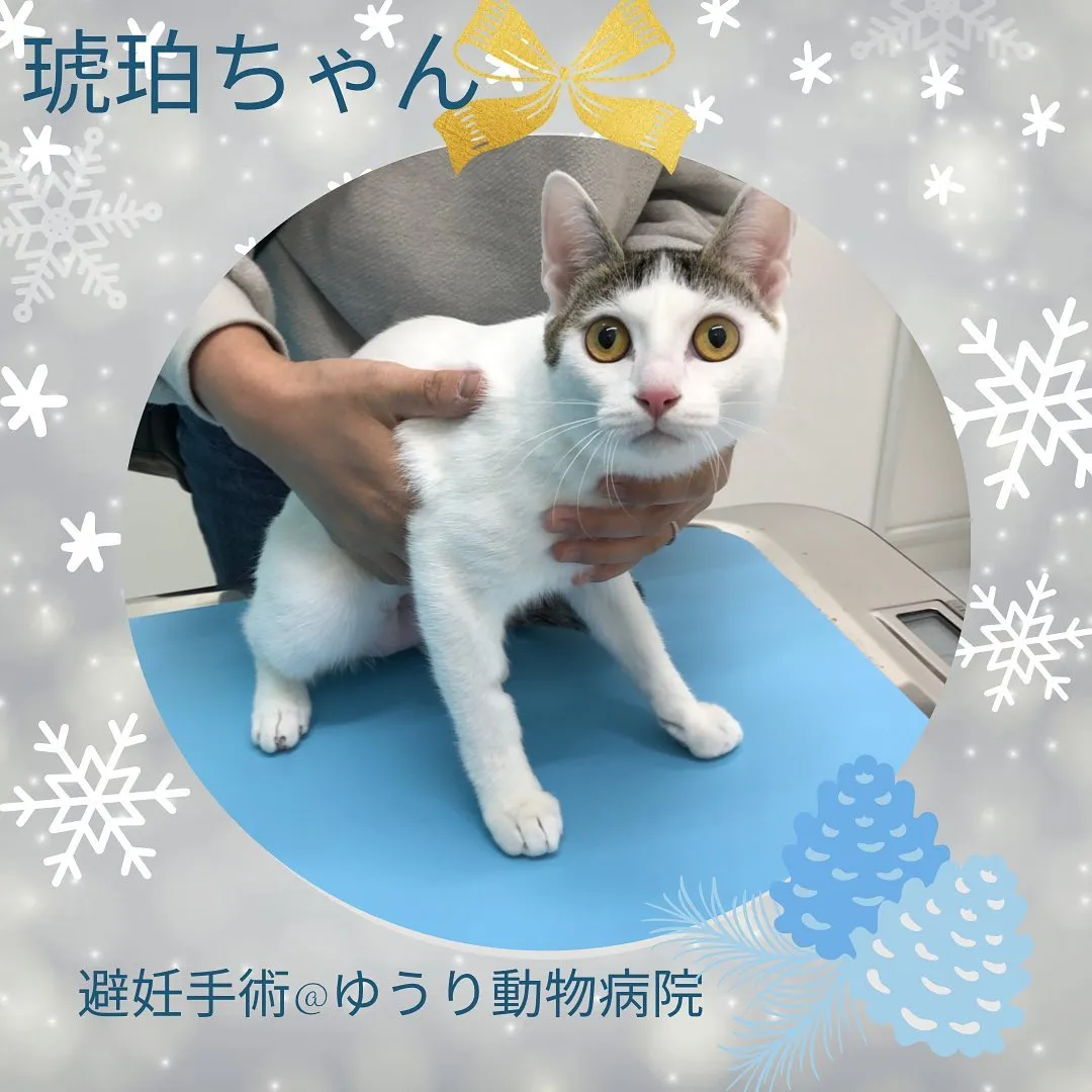 【避妊手術　猫ちゃん】