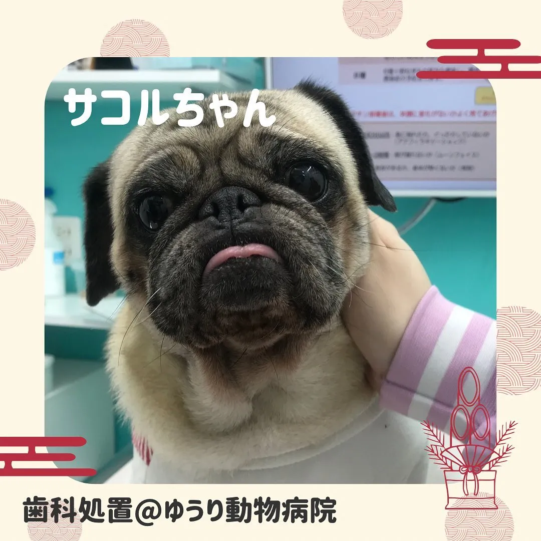 【歯科処置　犬ちゃん】