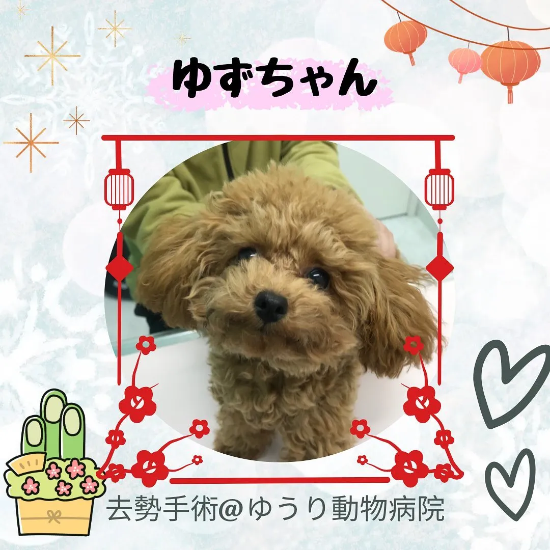 【去勢手術　犬ちゃん】