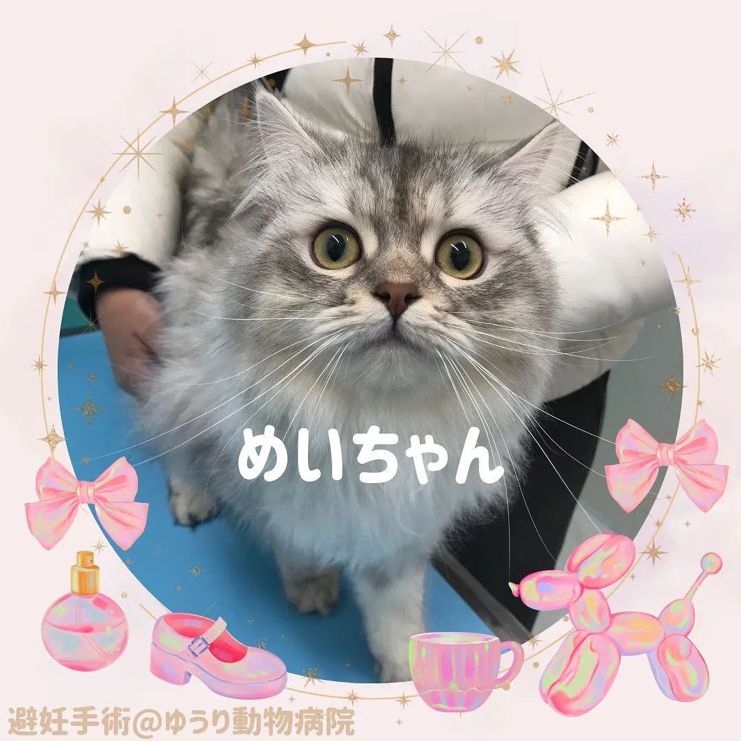 【避妊手術　猫ちゃん】