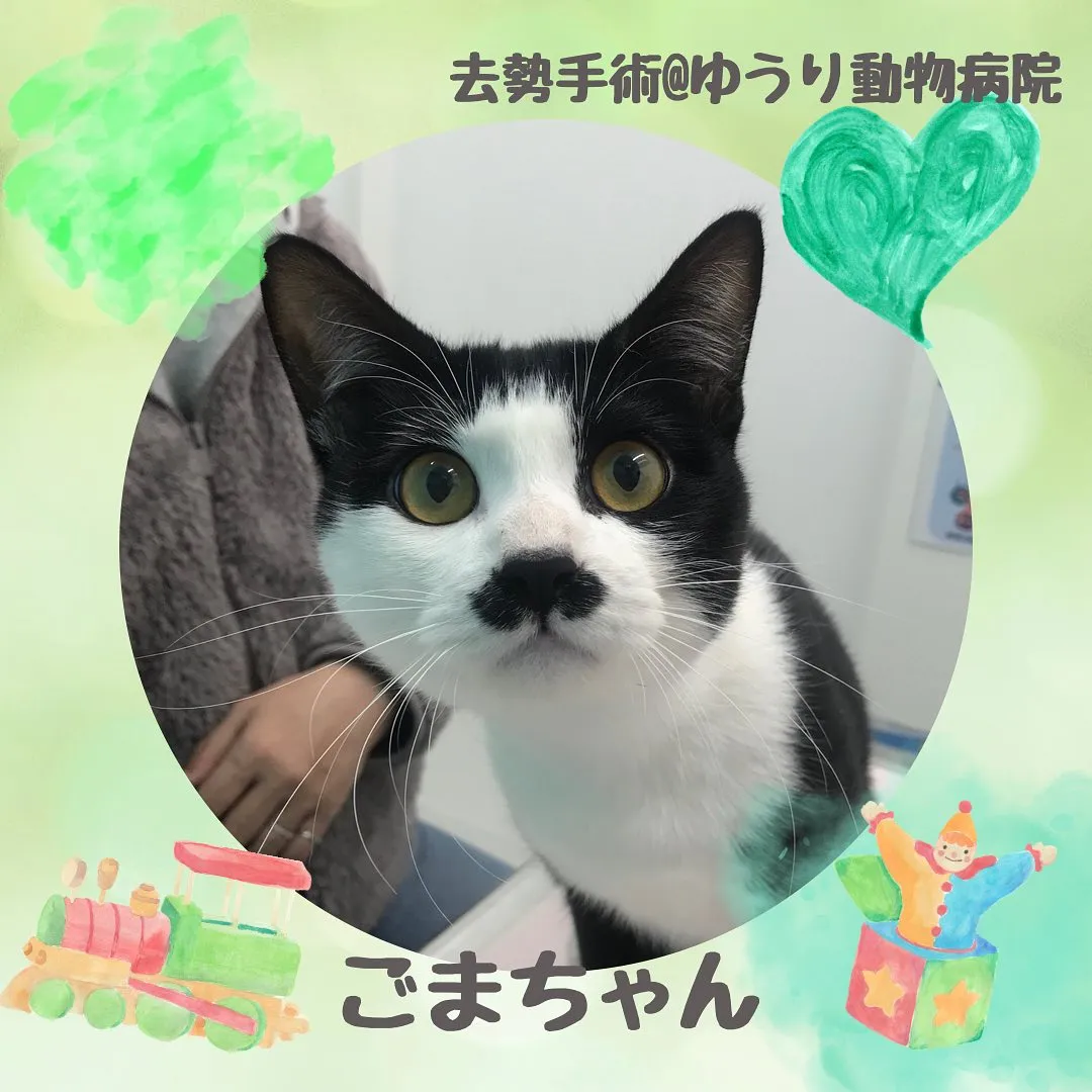 【去勢手術　猫ちゃん】