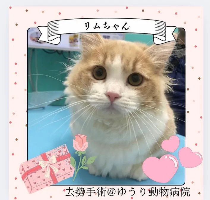 【去勢手術　猫ちゃん】