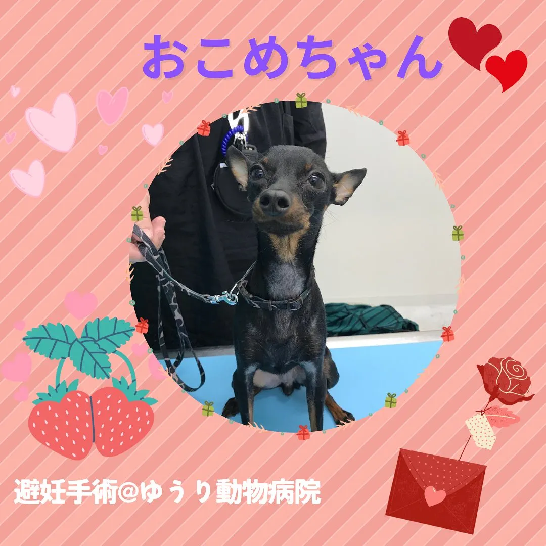 【避妊手術　犬ちゃん】