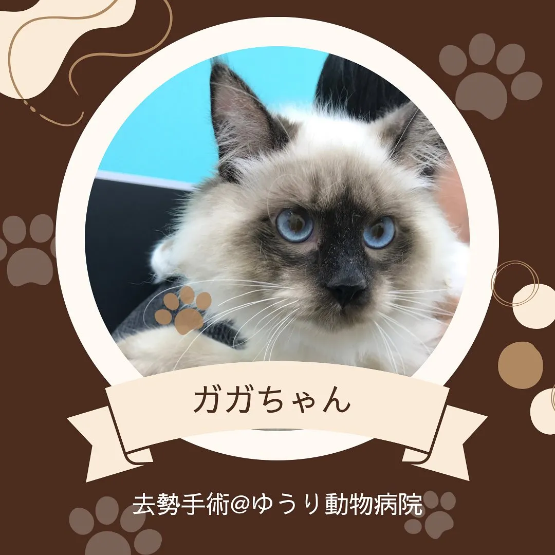 【去勢手術　猫ちゃん】