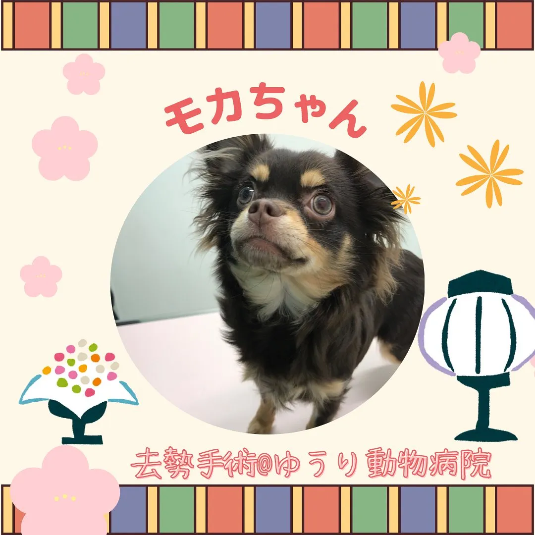 【去勢手術　犬ちゃん】