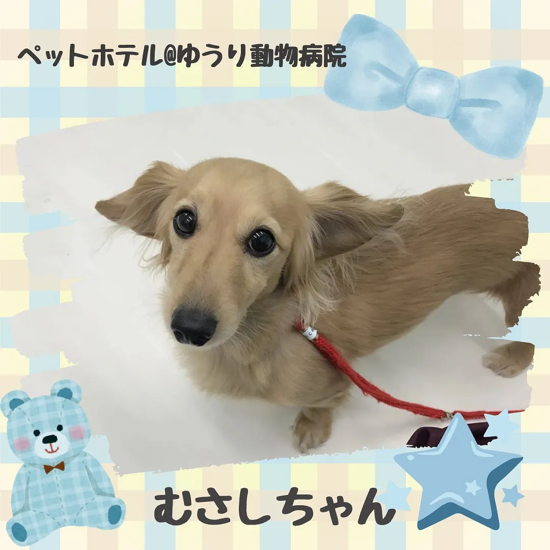 【ペットホテル　犬ちゃん】