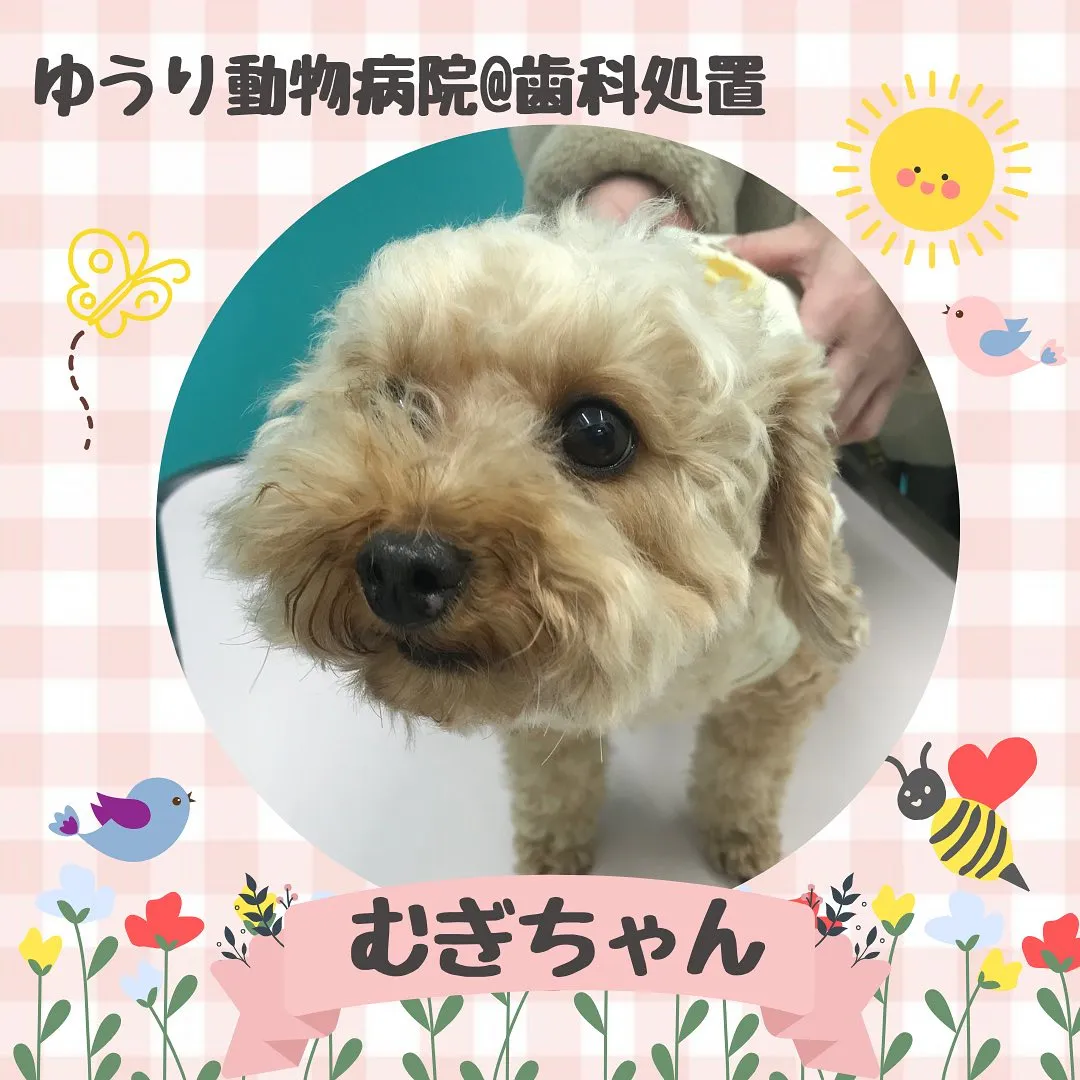 【歯科処置　犬ちゃん】