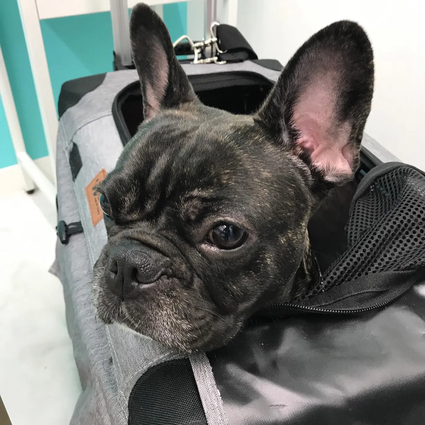 【避妊手術 犬ちゃん】