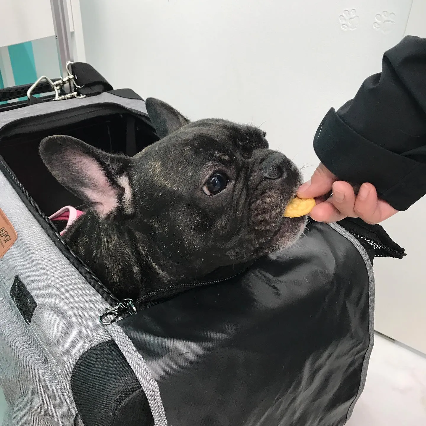 【避妊手術 犬ちゃん】