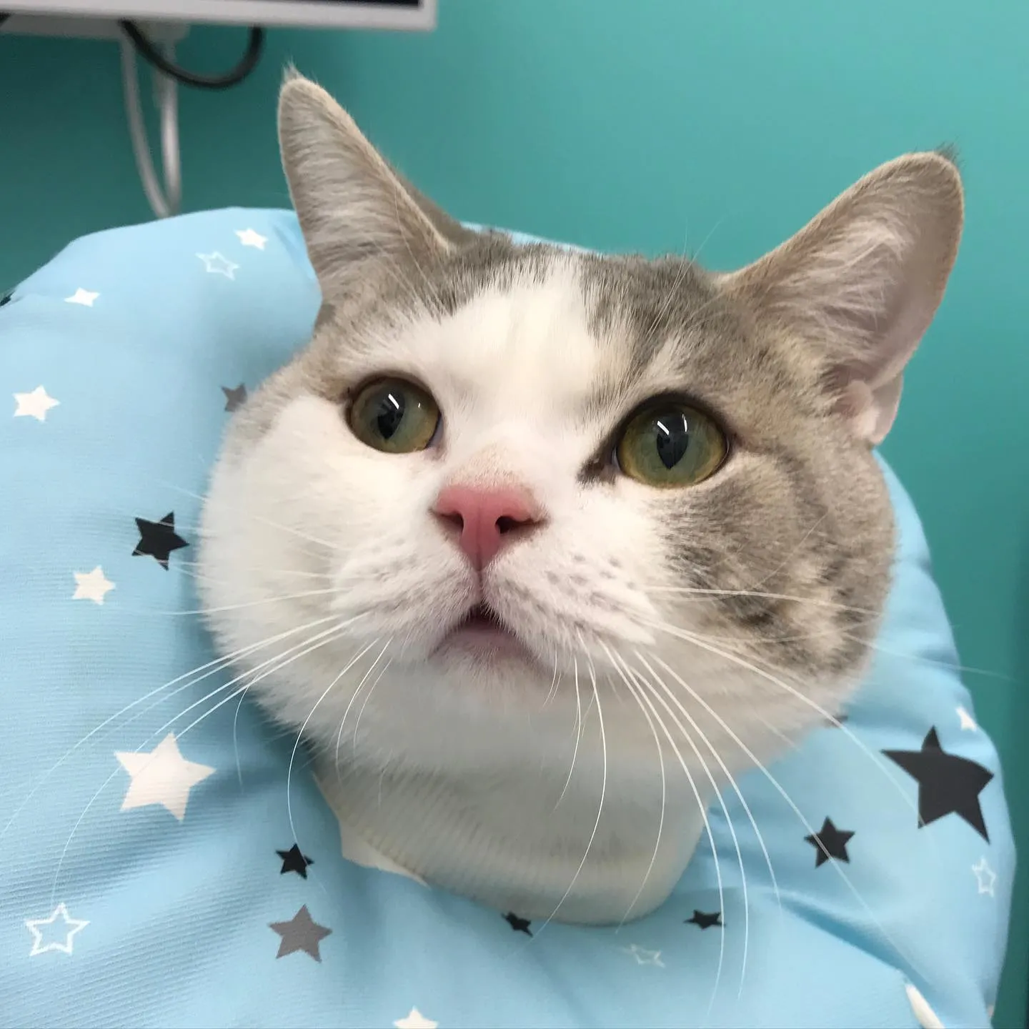 【去勢手術 猫ちゃん】