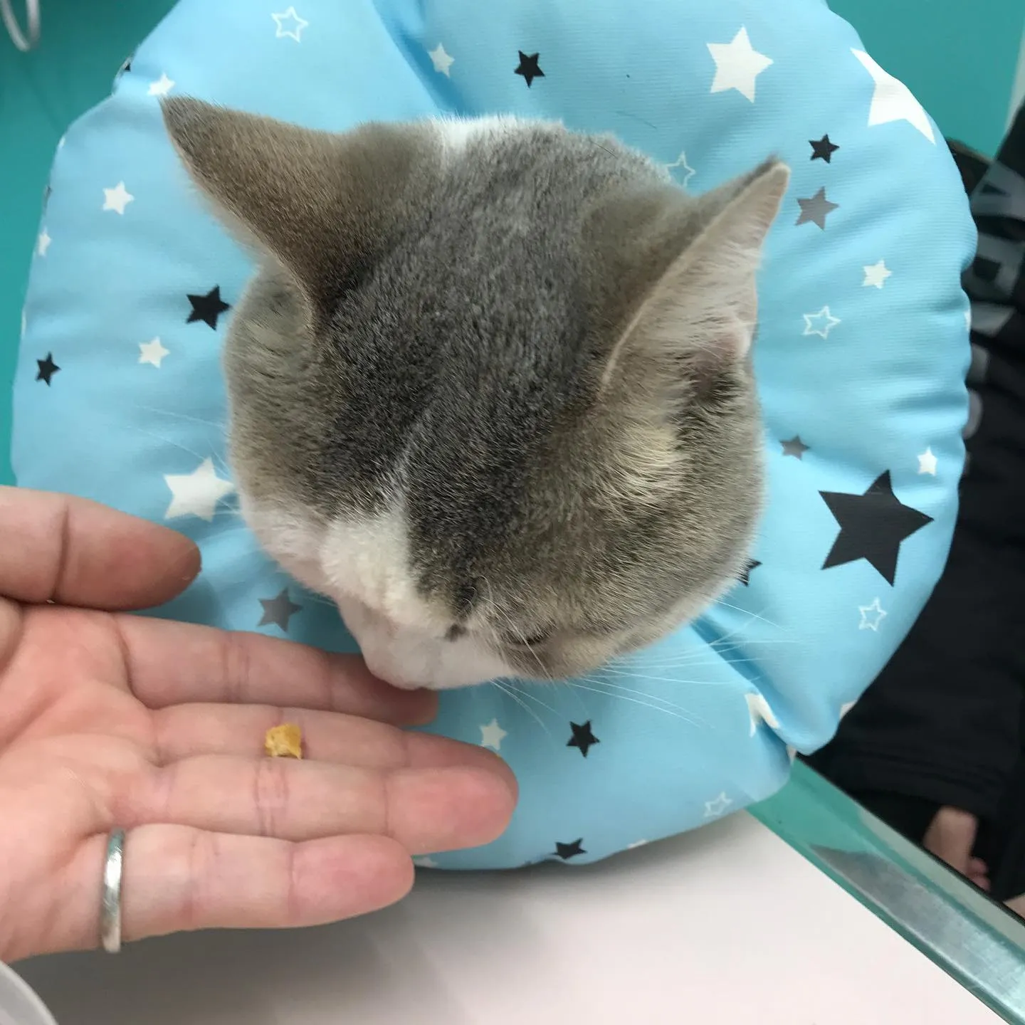 【去勢手術 猫ちゃん】