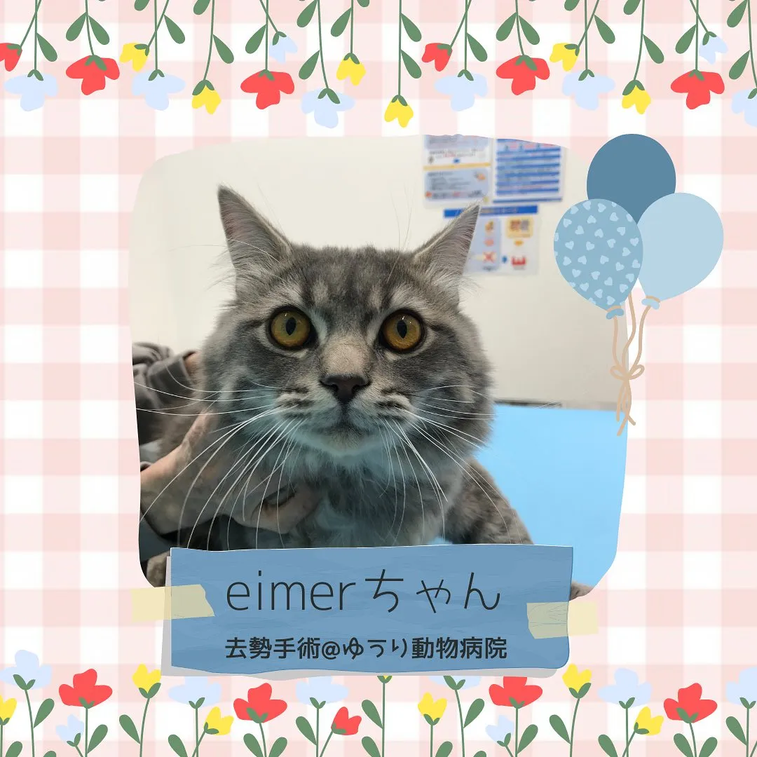 【去勢手術 猫ちゃん】