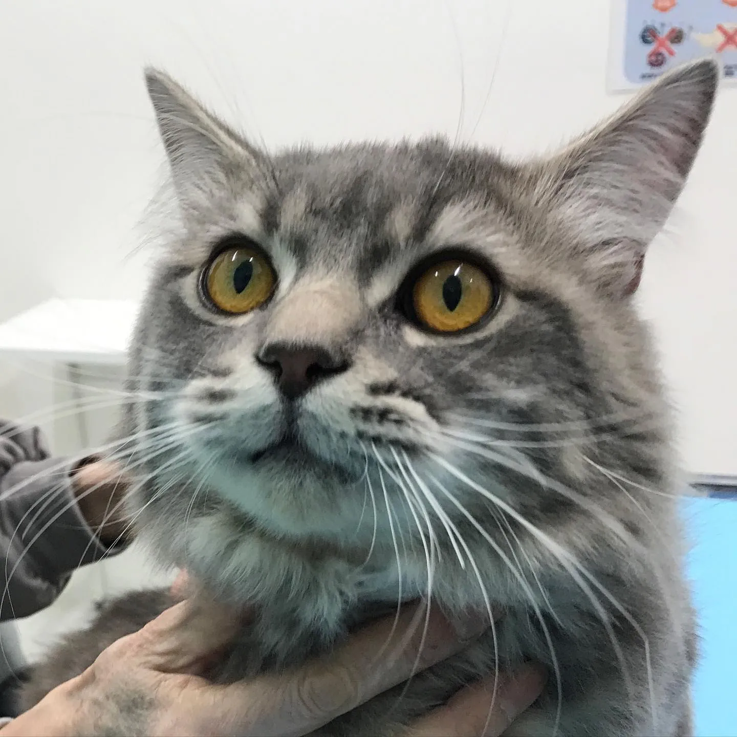 【去勢手術 猫ちゃん】