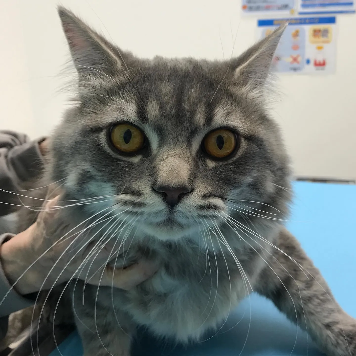 【去勢手術 猫ちゃん】