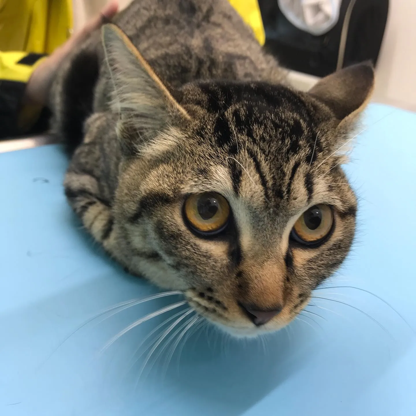 【避妊手術　猫ちゃん】