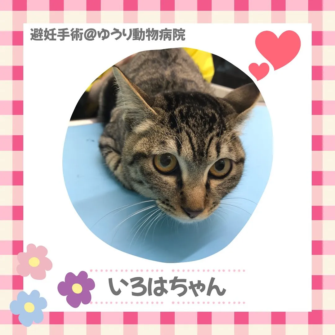 【避妊手術 猫ちゃん】