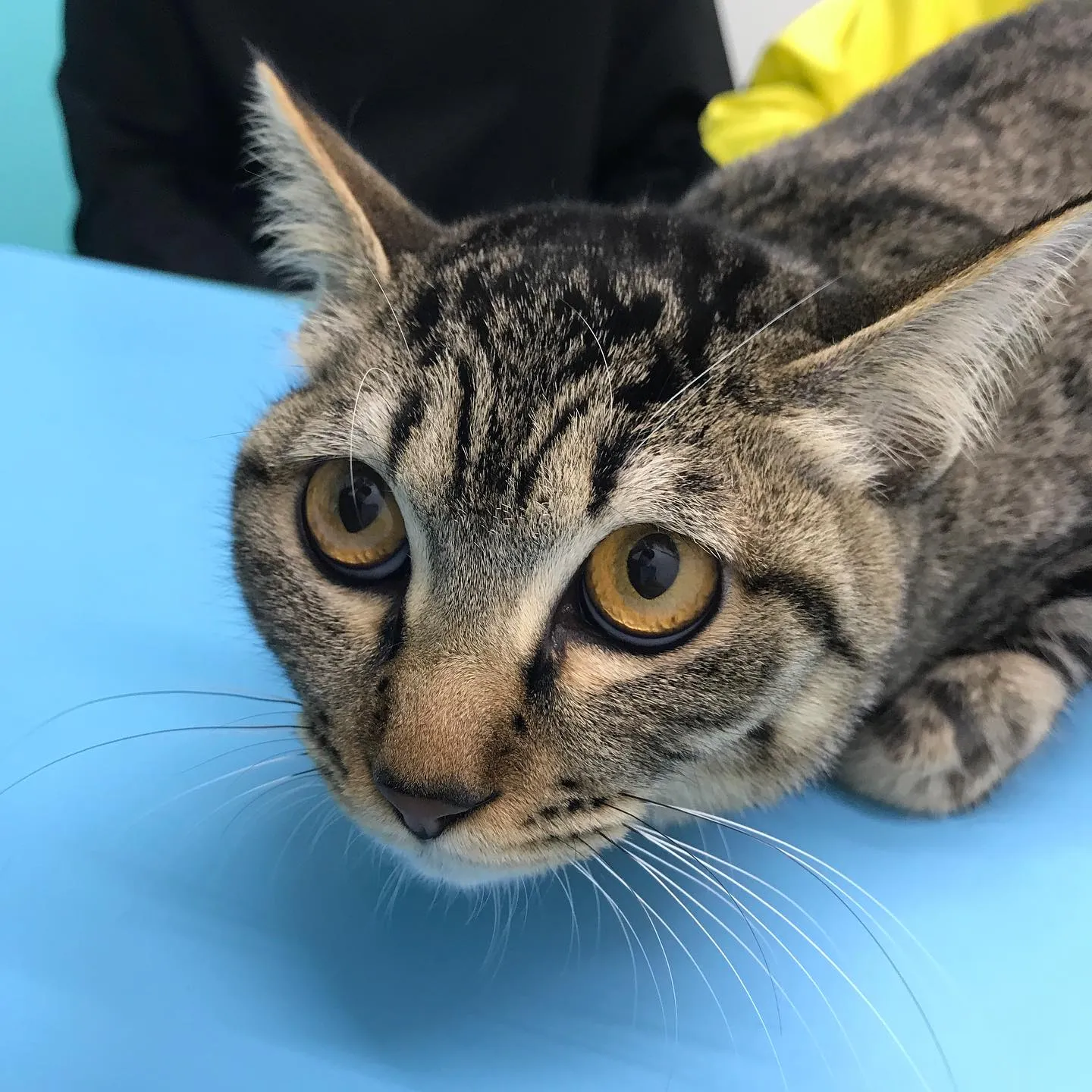 【避妊手術 猫ちゃん】