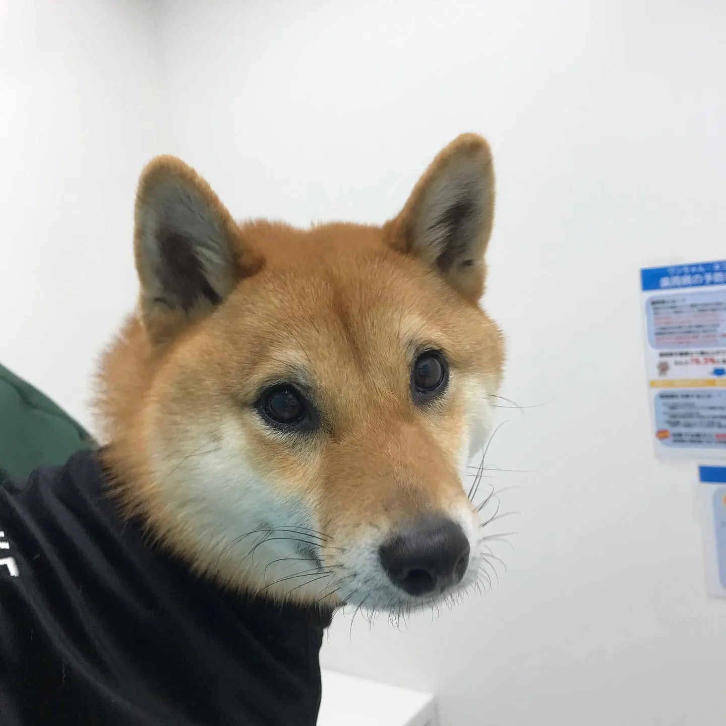 【体表腫瘤切除手術 犬ちゃん】