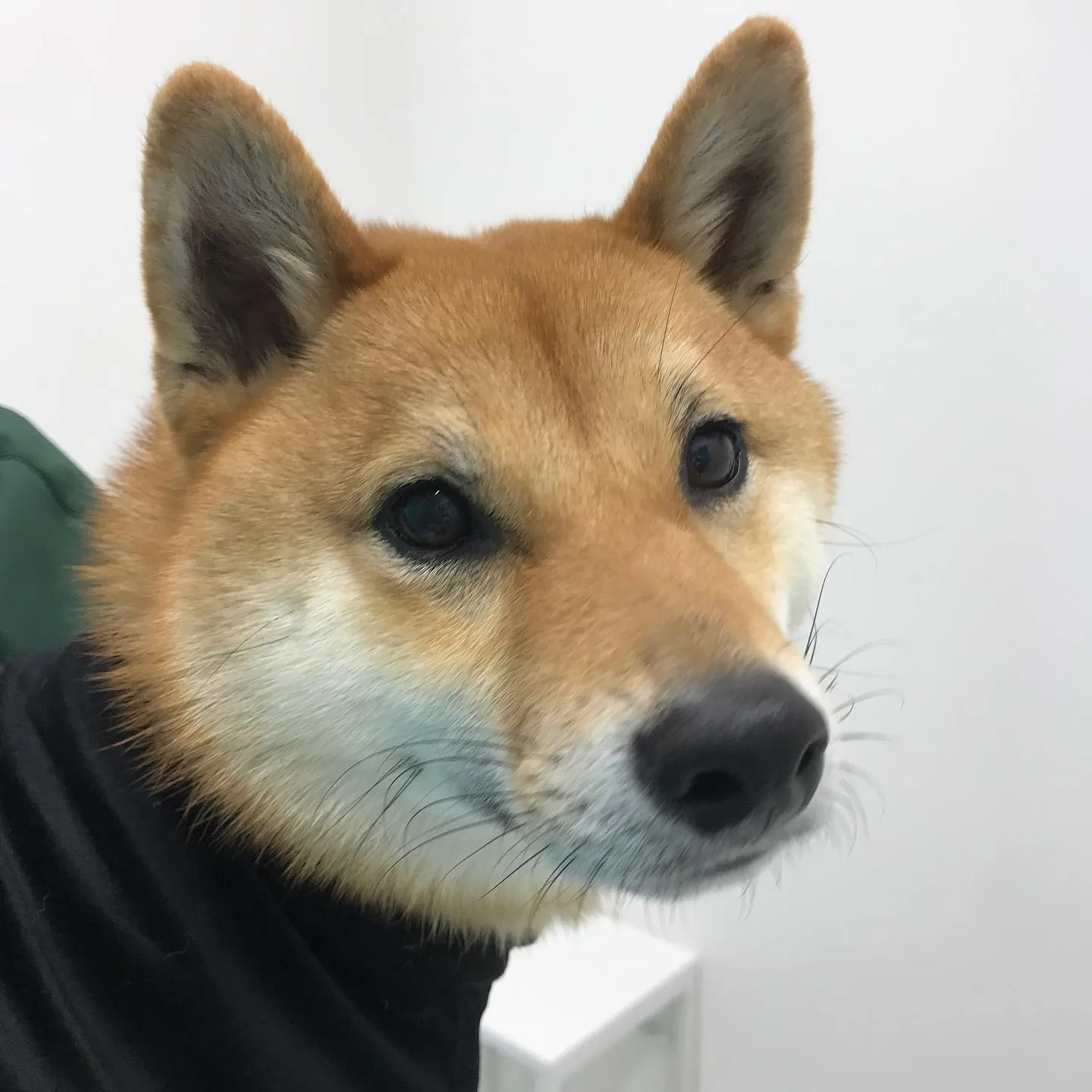 【体表腫瘤切除手術 犬ちゃん】