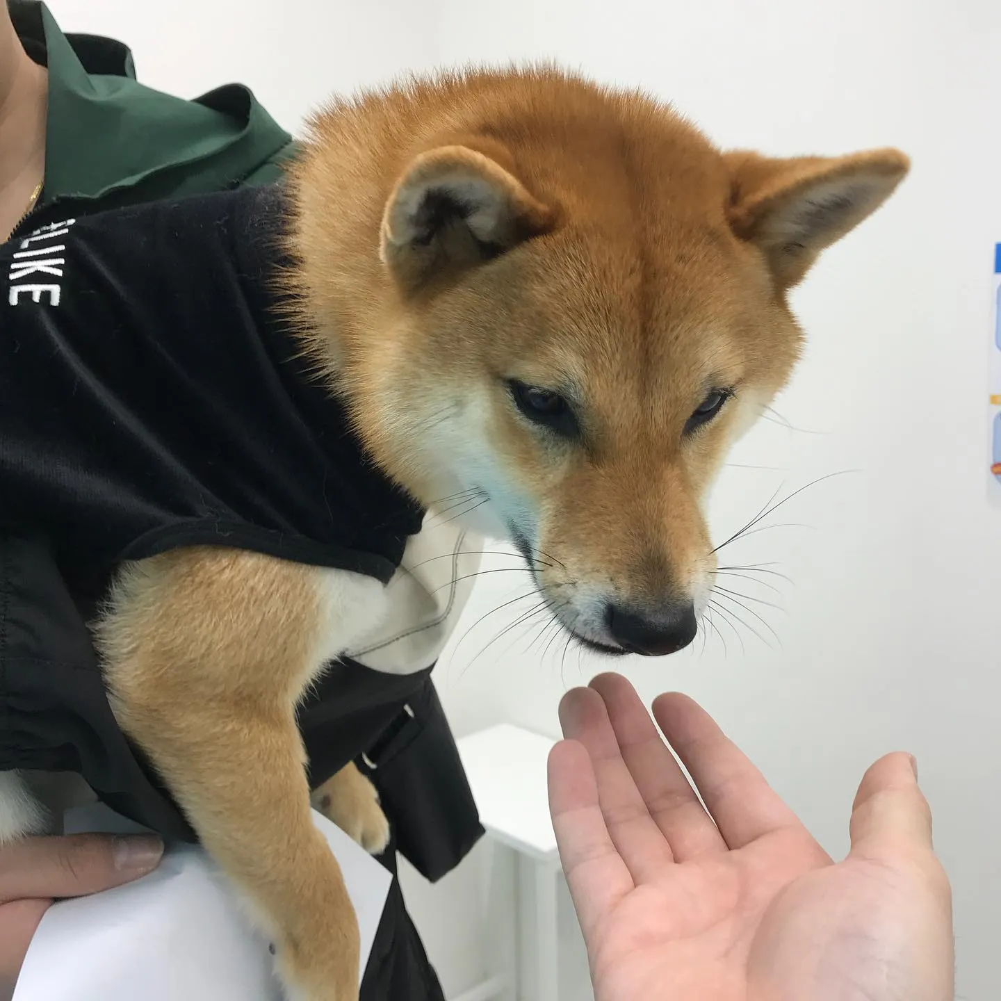 【体表腫瘤切除手術 犬ちゃん】