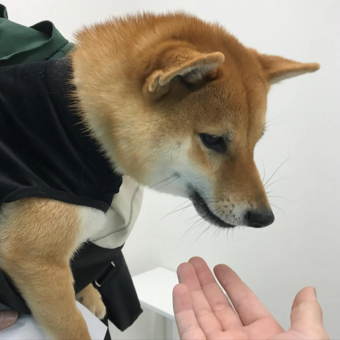 【体表腫瘤切除手術 犬ちゃん】