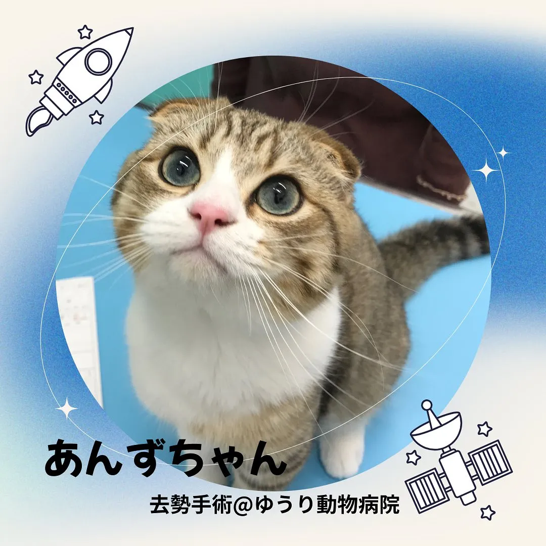 【去勢手術　猫ちゃん】